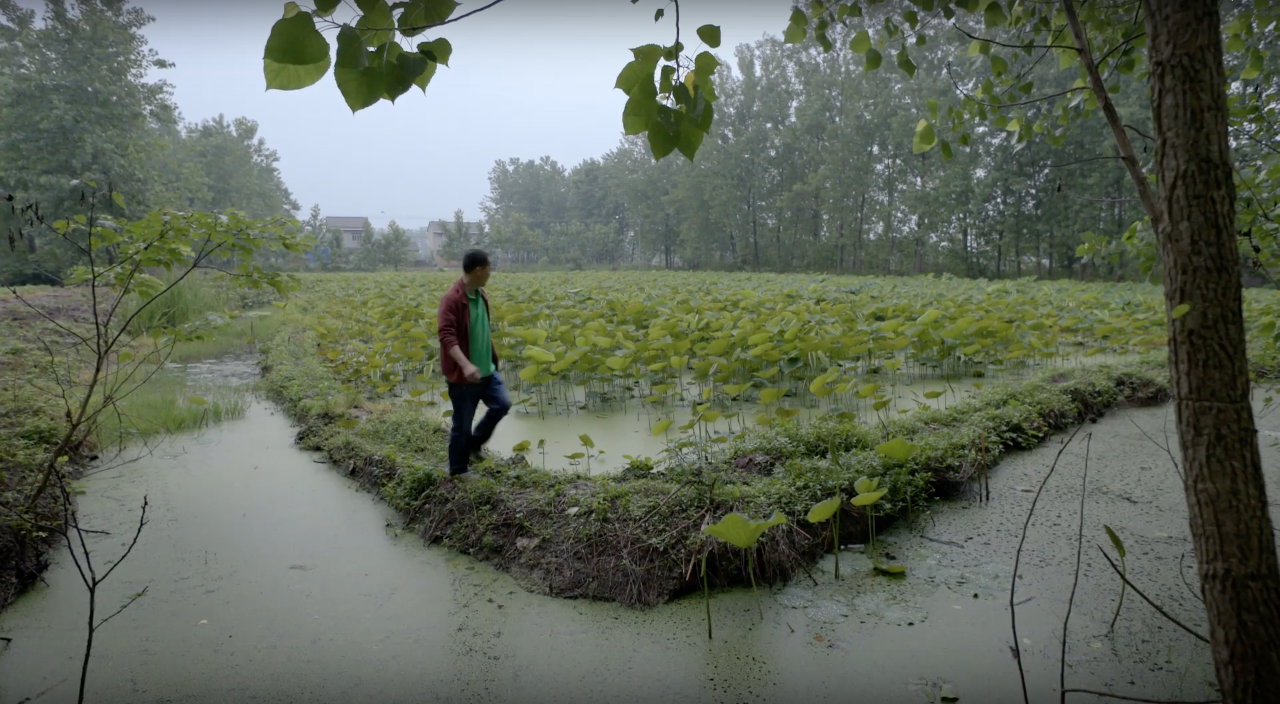 Yang Jing, a lotus root farmer in China's Hubei province who participates in Rural Taobao. Image: Alibaba Group